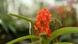 North American Orchid Conservation Center