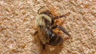 Miner Bees or Chimney Bees