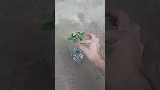 How to grow rose 🌹 cutting in water 😍