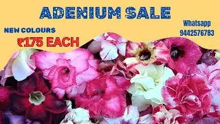 Adenium sale @gardengalleryds /₹175 EACH/#nagercoilvlogs #adenium #sale 