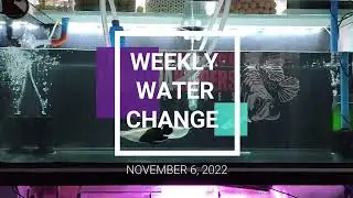WEEKLY WATER CHANGE | ALBINO SILVER AROWANA