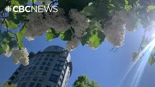 Vancouver's target of adding 165,000 trees by 2050 seems unlikely: experts