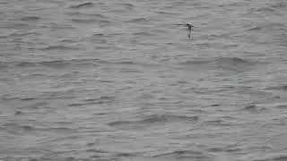 Balearic Shearwater at Barmston