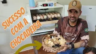 COMO USAR CHOCADEIRA DA FORMA CORRETA!! Tire todas as suas duvidas a respeito de chocadeira!