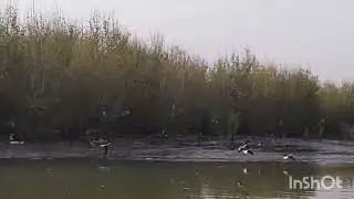 Black Winged Stilt #morningvibes #migratorybird #mangroveforest #birding #airolicreek