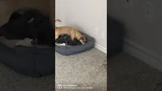 Benny's Bedtime Routine 🐶🛏️🐶