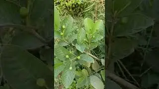 Taiwan pink guava
