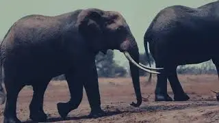 Majestic Giants: A Herd of Elephants Roaming #WildlifeWonders. #SafariSerenity. #NatureInPeace