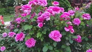 How to grow rose flowers 🌹|| Epic gardening #rosegarden #shortsfeed #shortsviral