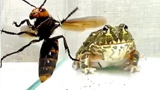 African bullfrog and giant hornet 【Pocohead】