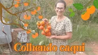 Colhendo Caqui 😁😋#alegria #viral #youtube #familia #natureza #foryou #amigos #passeio