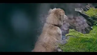 &ldquo;Good Boy &mdash; Exclusive Clip: Indy Faces the Unknown (Dog-POV Horror)&rdquo;