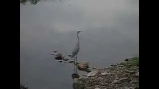 Heron Call