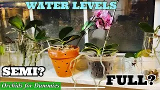 Full and Semi Water Culture Orchid Levels | Phalaenopsis Orchid Care Tips For Beginners