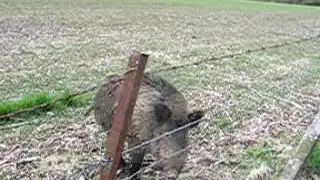 Le sanglier veut voir l'herbe verte de l'autre côté :) à Gisors.