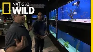 Avoiding a Bloodbath | Fish Tank Kings