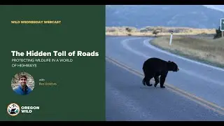 The Hidden Toll of Roads: Protecting Wildlife In A World of Highways