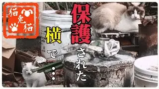 TNR【野良猫親子】シャムミックス親子~Stray cat parent and child] Siamese mix parent and child ~ #野良猫 #保護猫 #cat #動画