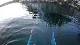 Vi setter sildegarn i Navøyvågen, Austevoll