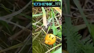 Кузнечик или саранча? 🤔 Как отличить? 🦗 #shorts #grasshopper #locust #insects #кузнечик #саранча