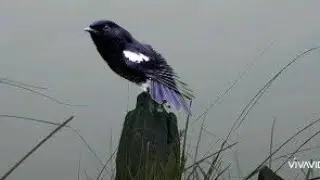 Bird sound | Pied bushchat bird call | indian Robin Bird Sound