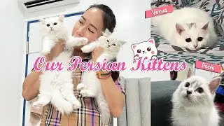 BRINGING HOME OUR PERSIAN KITTENS! | POCHI & VENUS | VLOG 103 | ♥ The Newbie Mommy ♥