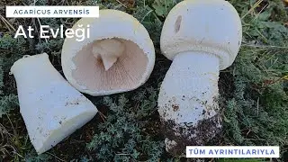 AT EVLEĞİ (Agaricus arvensis) TÜM AYRINTILARIYLA [Tanıtım 30/2021]