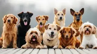 Dog funny moments ll voice over ll #dog #funny #voiceover #dogcare #dogfunnyvideos #youtube #animals