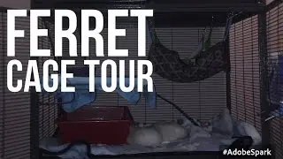 Ferret Cage Tour 2016 | felixtheferret