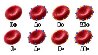 What Your Blood Type Secretly Reveals About You