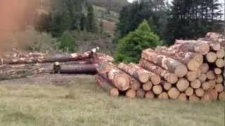 Radiata Pine Tree Logging