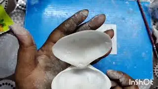 Super cute Seashell crafts