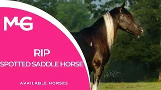 RIP - 7 Y/O Spotted Saddle Horse Gelding (SOLD)