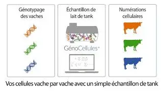 G&eacute;noCellules&reg;  - La num&eacute;ration cellulaire vache par vache avec un simple &eacute;chantillon de lait de tank