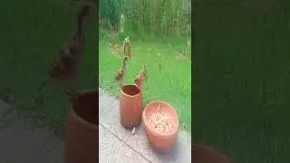 House Sparrow food by MBA Nature in 2022 (House Sparrow sound & eat food fastly)MBA Nature#Shorts