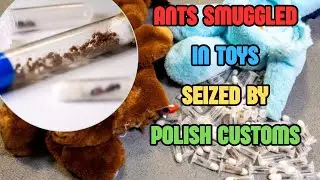 ПОЛЬСКАЯ ТАМОЖНЯ ИЗЪЯЛА ИГРУШКИ, КОНТРАБАНДОВАННЫЕ МУРАВЬЯМИ