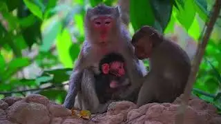 Congratz, Mom Glora successfully Delivered Her Newborn Baby Monkey Today 03.20.2025