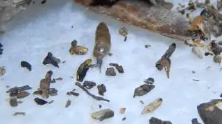 Cochlicopa morseana (Doherty, 1878) Appalachian Pillar Snail