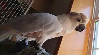 Another Max Meltdown