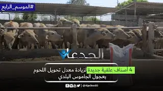 4  أصناف علفية جديدة لزيادة معدل تحويل اللحوم بعجول الجاموس البلدي