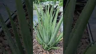 Fresh and Healthy Aloe Vera #shortvideo  #asphodeloideae #asphodelaceae #succulentplants #genusaloe