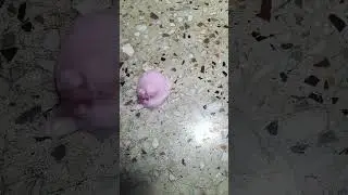 Boss holi  colour spray  testing 35 rs # holi #gaget