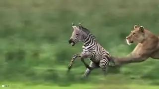 15 Fearless Moments Of Wild Animals Approaching Herds!!