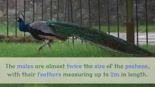 14 Unknown Facts You Should Know About Peacock