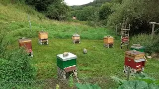 Siebenstern Teil 2 mit Bernd dem flotten Bien