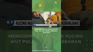 Menggemaskan! Anak Kucing Ikut Pulang Mudik lebaran Naik Bus