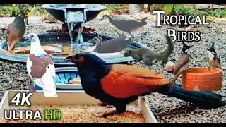 🔴Bird Feeder Cam Asian funny birds !