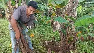 Memanen buah pisang dan menanam pohon pisang