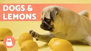 Can I Give LEMON to My DOG? 🐶🍋 Find out!