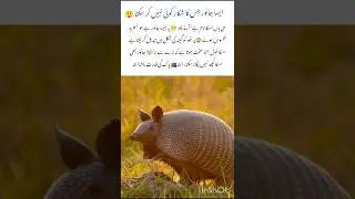 Armadillo's Natural Armor will Shock you 🦡 #armadillo #naturefacts #animals #wildlife #shorts